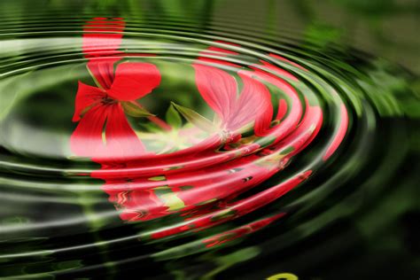 Online Crop Macro Shot Of Water Drop Impact With Red Petaled Flower