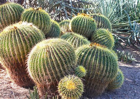 Desert plants grow in one of the harshest environments on earth. Mojave Desert Animals and Plants