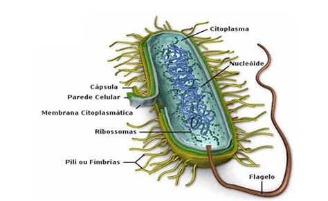 Estrutura E Função Das Células Bacterianas Planeta Enem