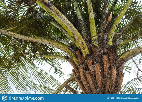 Closeup To A Vibrant Green Fern Palm Tree Steam With Branches And