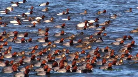 Canvasback And Redhead Duck Migration Flotilla Youtube