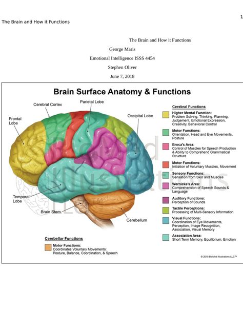 Pdf The Brain And How It Functions