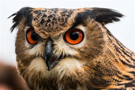Indian Eagle Owl Owl Awesome Owls Animals