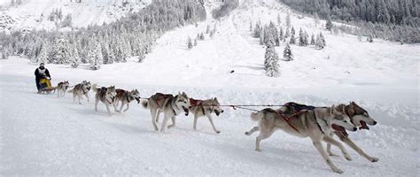 Mushing Dog Sledding 33 0 975 170 836 Activities In Courchevel