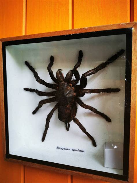 Real Giant Black Spider Insect Taxidermy In Wood Box Display Etsy