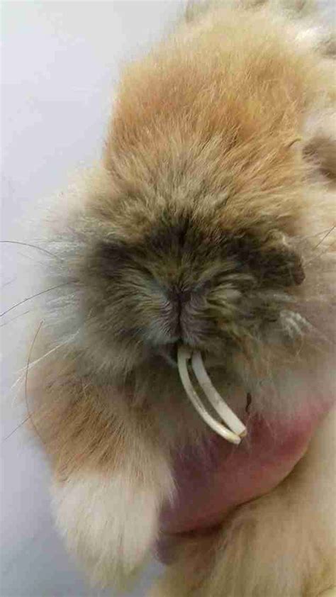 Neglected Rabbits Teeth Were So Long She Couldnt Even Eat The Dodo