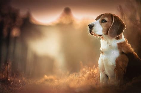 Beagle Dog Wallpapers Wallpaper Cave