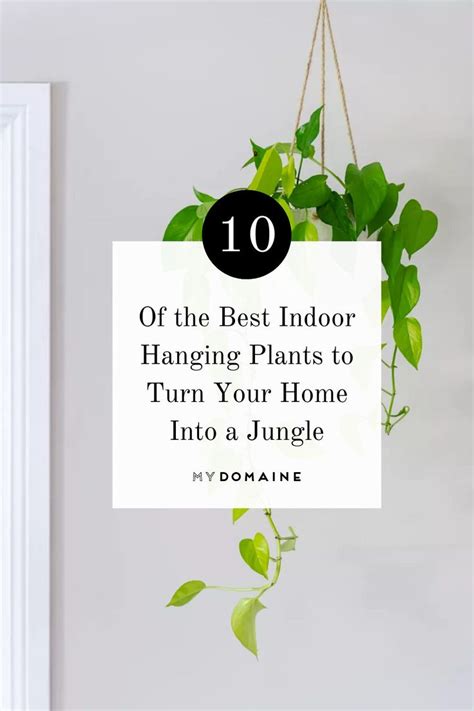 The 10 Best Indoor Hanging Plants To Turn Your Home Into A Jungle Hanging Plants Indoor