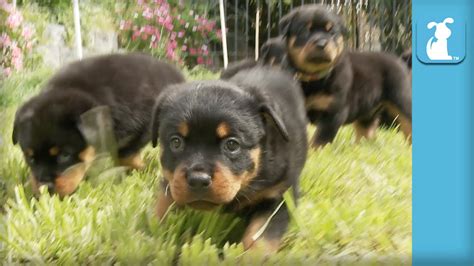 Amazing Rottweiler Puppies Cutest Compilation Ever