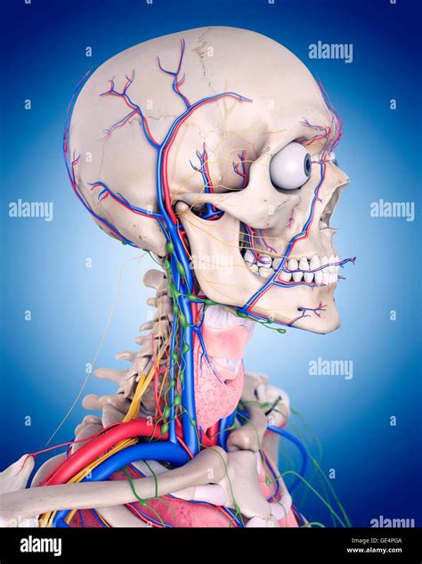 Cabeza Y Cuello Anatomía Humana Ilustración Fotografía De Stock Alamy