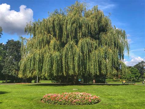 Tree Of The Week ‘generations Of Families Have Played Under This