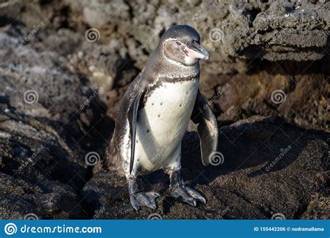 A Galapagos Penguin On A Rock In Santiago Island Galapagos Island
