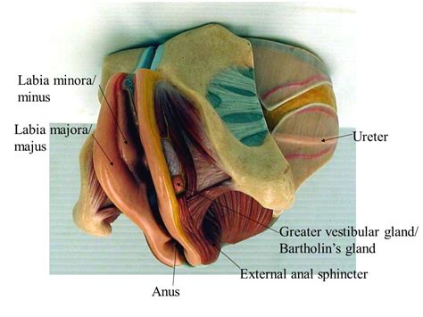 Swollen Gland In Labia Majora What Are The Symptoms Of Swollen Lymph