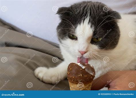Funny Black And White Cat Eating Ice Cream Cone Stock Image Image Of
