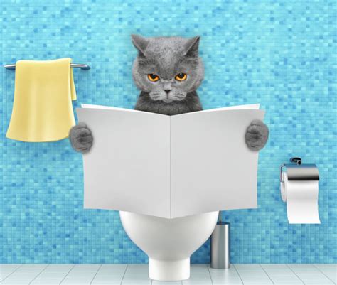 4 Home Remedies For Cat Diarrhea Pet News Daily