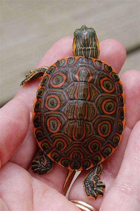 Schildkröten bilder verschönern jedes zu hause. Eine Schildkröte zu süß | Niedliche schildkröten ...