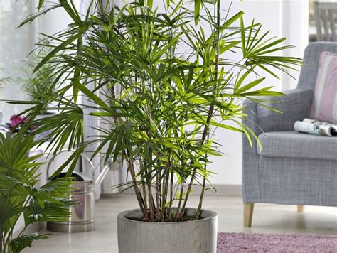 Decorar con plantas es una de las mejores ideas de interiorismo que se me ocurren y por muchos motivos. 4 plantas que purifican el aire de tu casa - Tips en casa