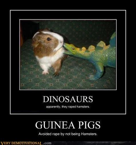 Guinea Pig Funny Quotes Quotesgram