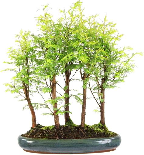 Metasequoia Bonsaï 9 Ans 43cm Amazonfr Jardin