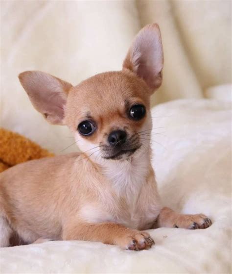 Pin By Nadine On Obsessed Chihuahua Mix Puppies Chihuahua Puppies