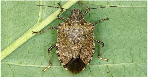 Keep Those Nasty Stink Bugs Out Of Your Home With These Simple Steps