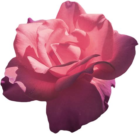 Aesthetic Rose Png Png Image Collection