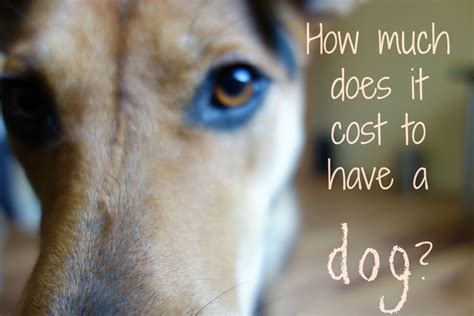 How Much Does It Really Cost To Have A Dog Pethelpful