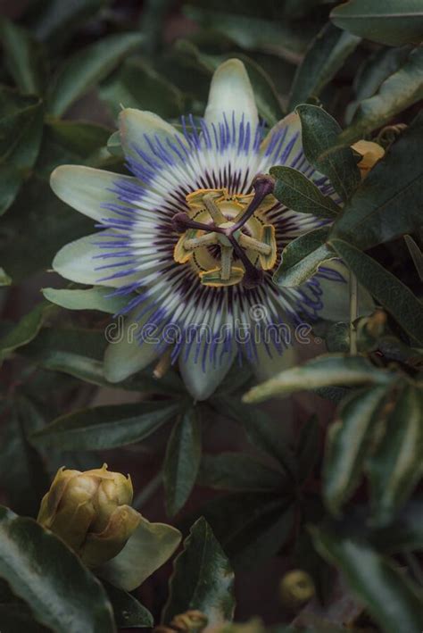 Close Up Passiflora Flower Stock Image Image Of Beautiful 198677449