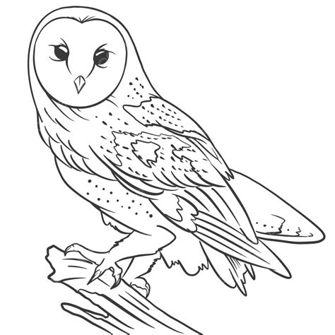 Burung Hantu Owl Barn Owl Burung Hantu Owl Vector Png And Vector