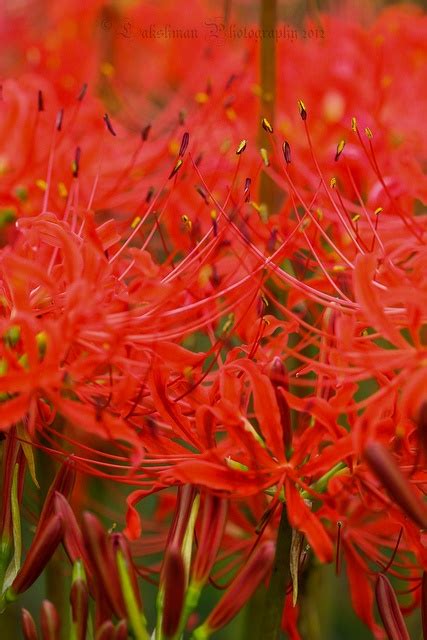 Lycoris Radiata Red Spider Lily Red Spider Lily Lily Radiata