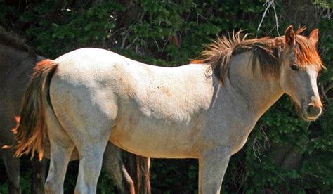 Roan Horses Colors Genetics And Breeds Helpful Horse Hints