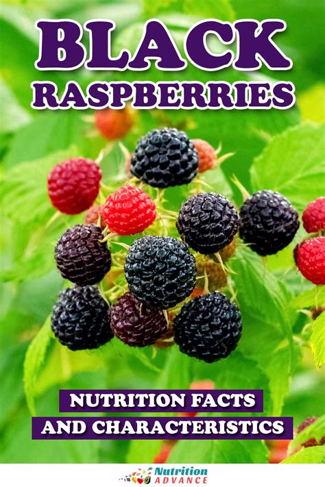 Black Raspberries Nutrition Facts And Benefits Nutrition Advance