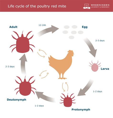 4 5 1 Poultry Red Mites Feather Pecking HenHub Eu