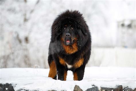 Tibetan Mastiff Dog Breed Information Pictures And More