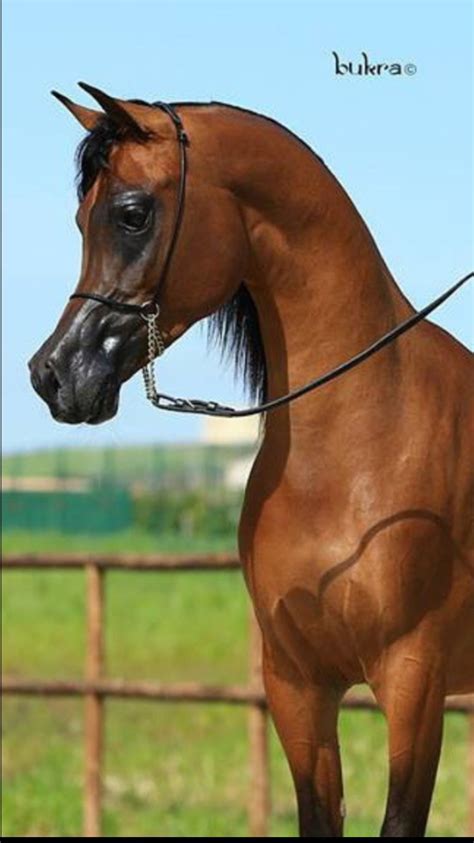 Arabian Horse Horse Breed Pur Sang Arabe Chevaux Arabes Cheval