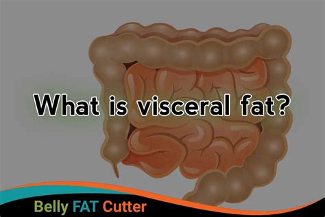 What Is Visceral Fat How Can We Eliminate It Belly Fat Cutter