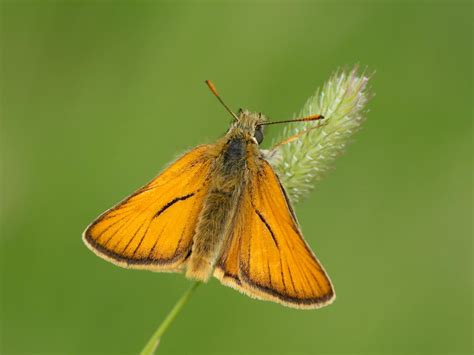 Small Skipper Butterfly Conservation