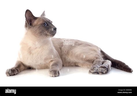 Beautiful Purebred Siamese Cat In Front Of White Background Stock Photo