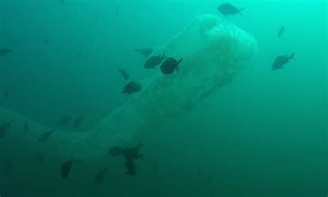 Diver Is Stunned As 30 Foot Sea Serpent Appears Before Him Daily Mail Online