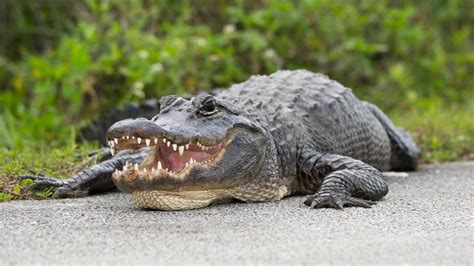 Human Remains Found Inside 500 Pound Alligator How Common Are