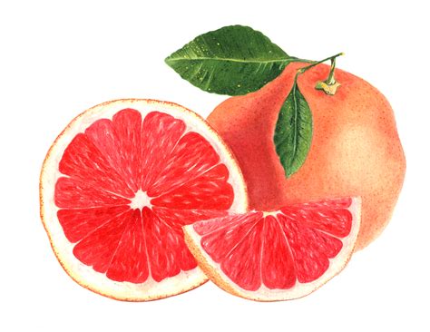 Download Grapefruit Fruit Food Royalty Free Stock Illustration Image