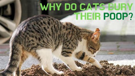 Why Do Cats Bury Their Poop Youtube