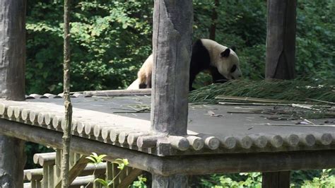 Giant Pandas Run After Keeper Youtube