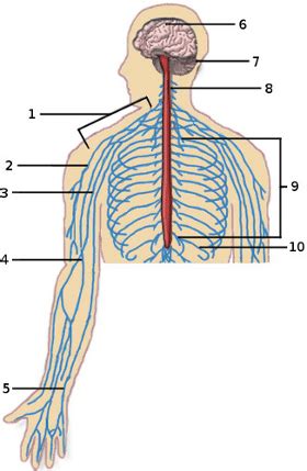 Displaying 8 worksheets for unlabeled diagram of nervous system. Free Anatomy Quiz - The Nervous System, Physiology Quiz 1