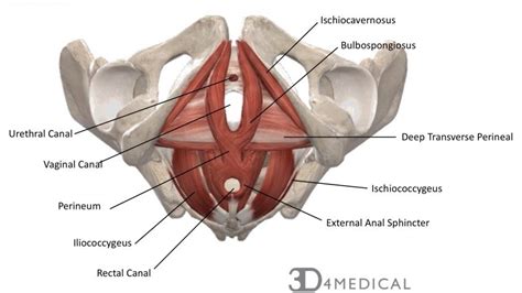 Above the pelvic brim and has no obstetric importance. Muscles - Advanced Anatomy 2nd. Ed.