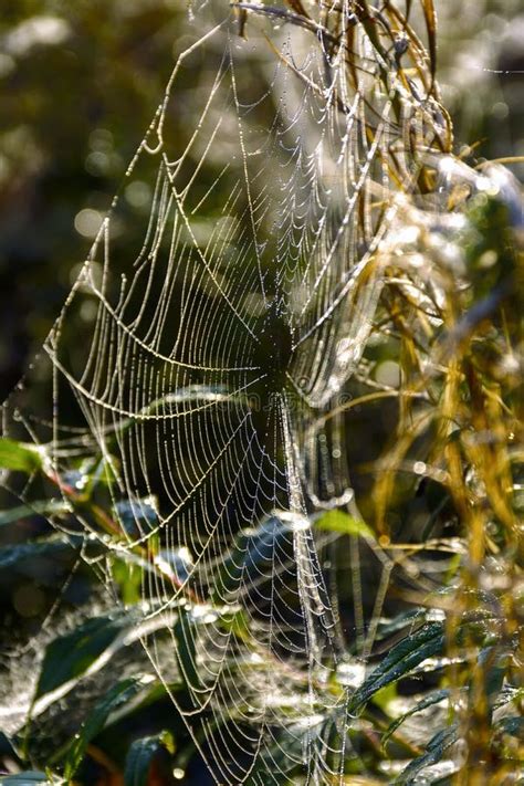 Covered With Droplets Of Dew A Cobweb Early Autumn Morning Stock