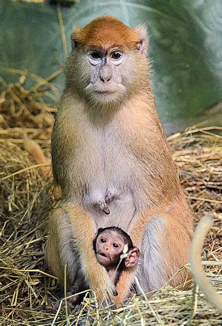 Syracuse Zoo Welcomes Arrival Of Newborn Patas Monkey