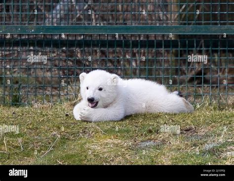 Recently Born Polar Bear Cub Brodie Born At The Highland Wildlife Park