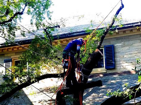 Maybe you would like to learn more about one of these? Tree Trimming & Removal Services in San Antonio, TX ...