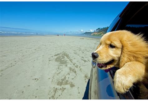 Golden Retriever Puppy Beach